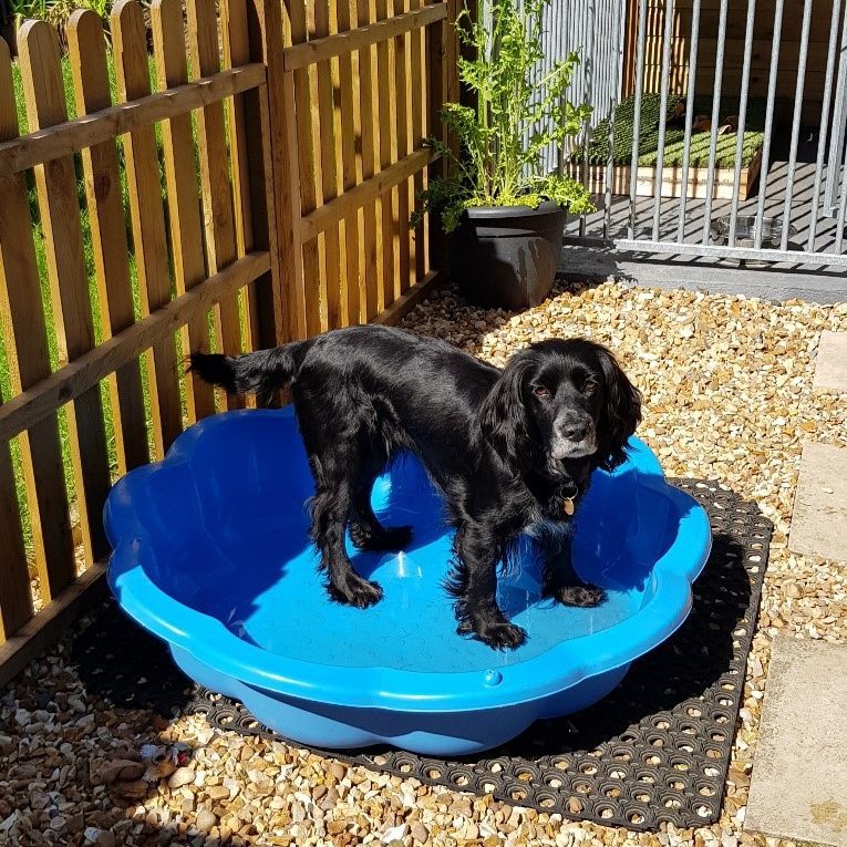 Keeping dogs cool on hot days | Skinner's