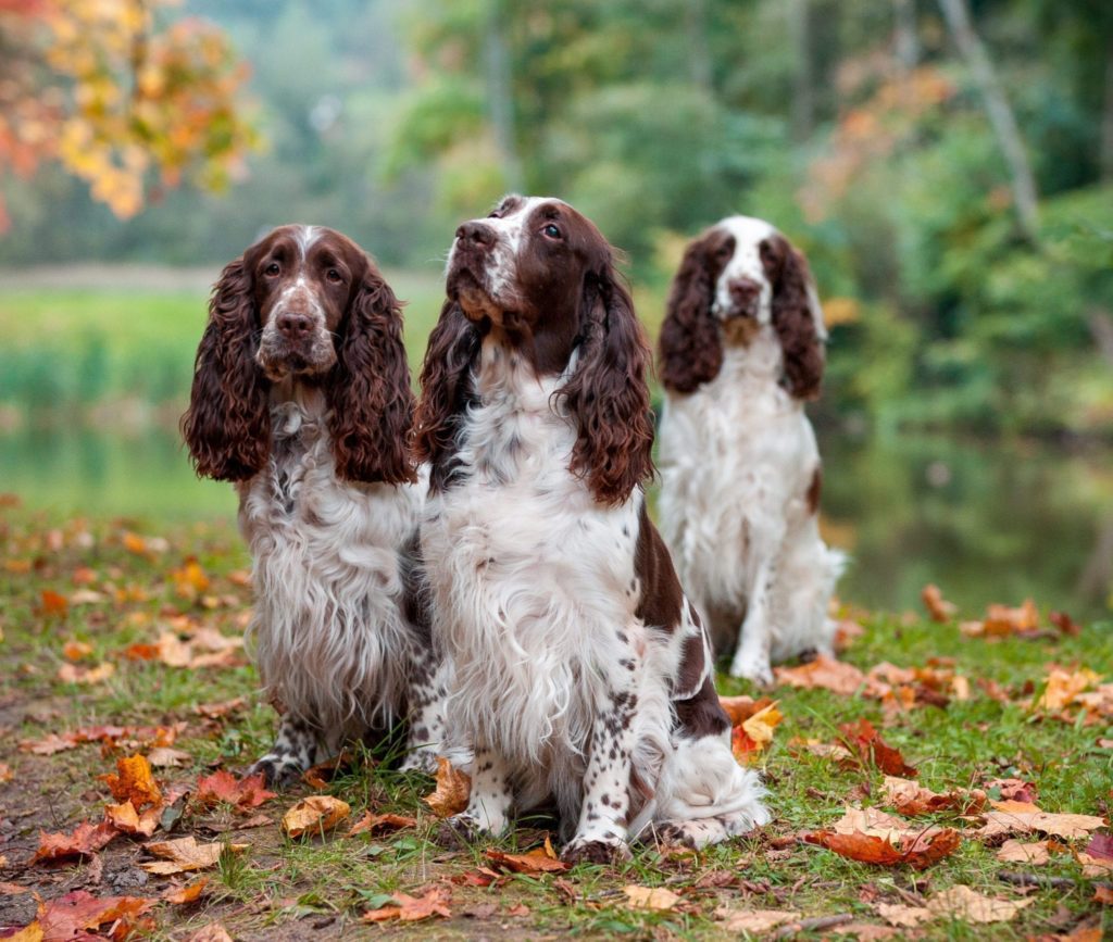 Fuelling The Modern Gundog | Skinner's