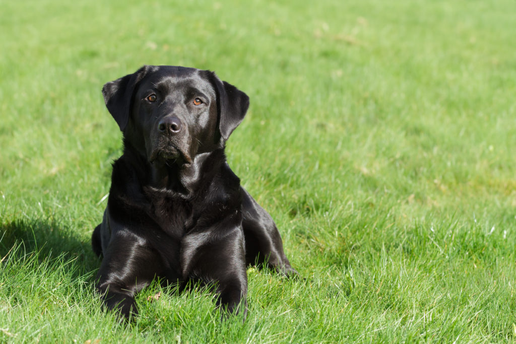 The perfect diet for your dog? | Skinner's