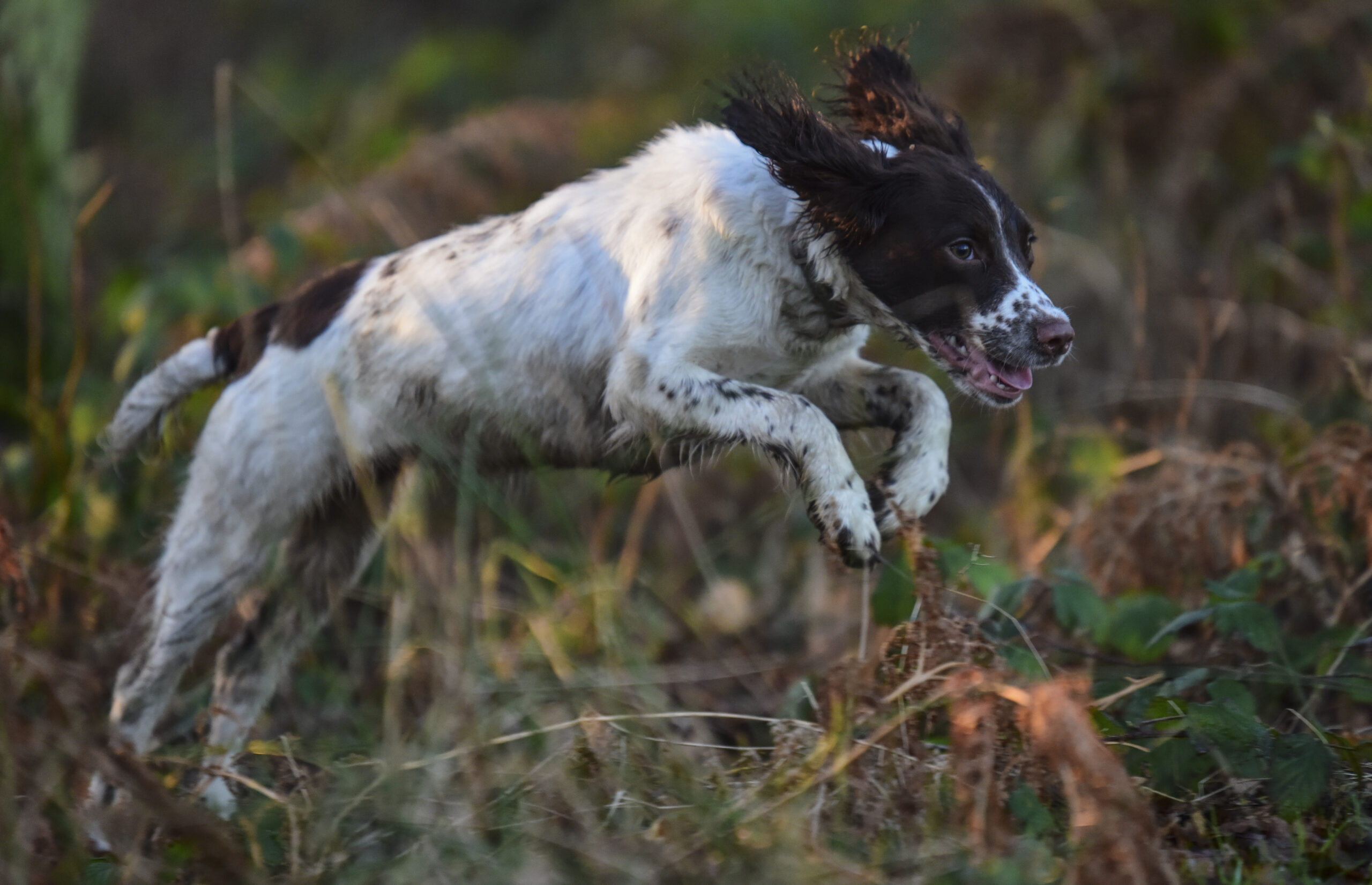 what is a good source of taurine for dogs