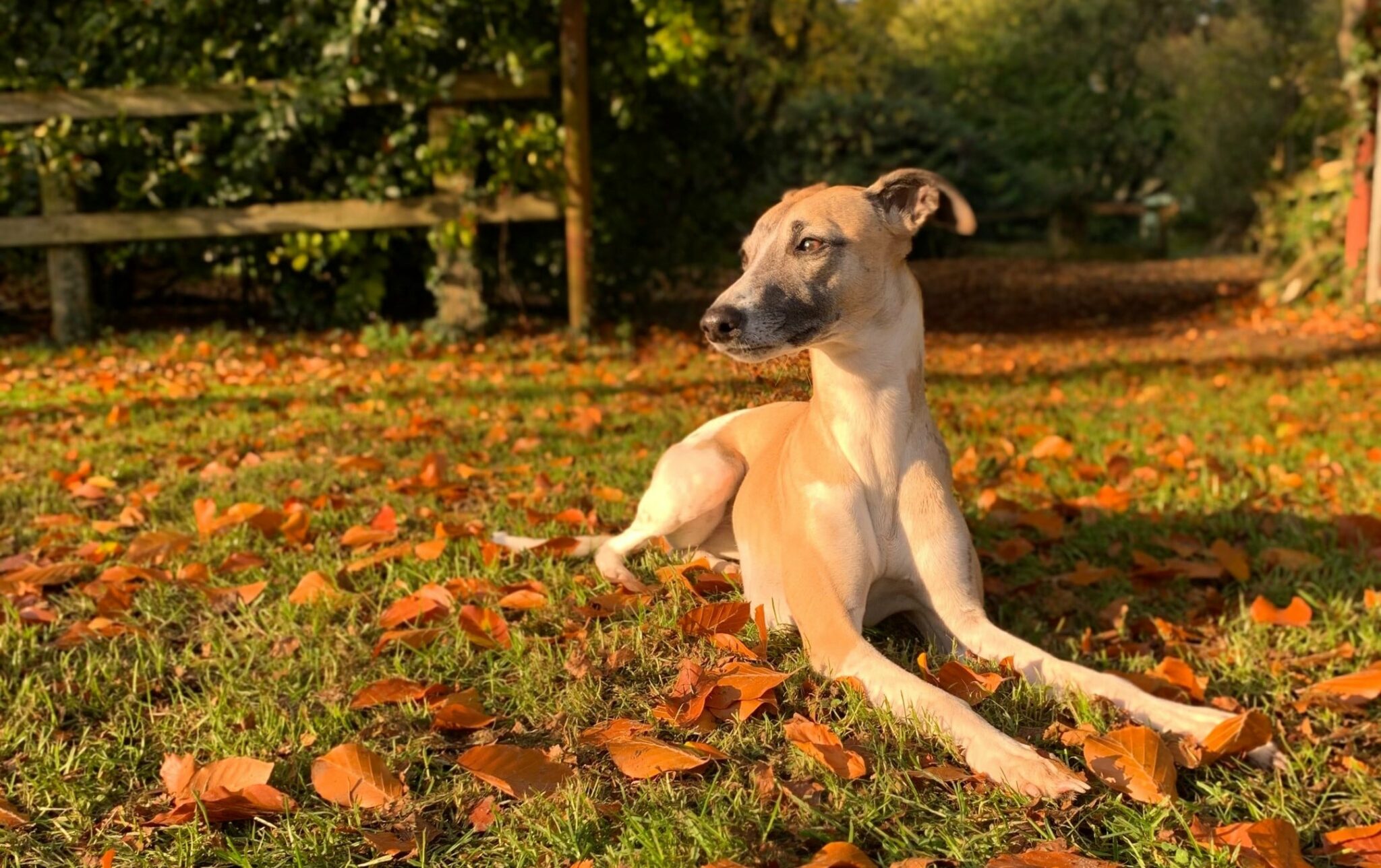 meet-the-breed-whippet-skinner-s