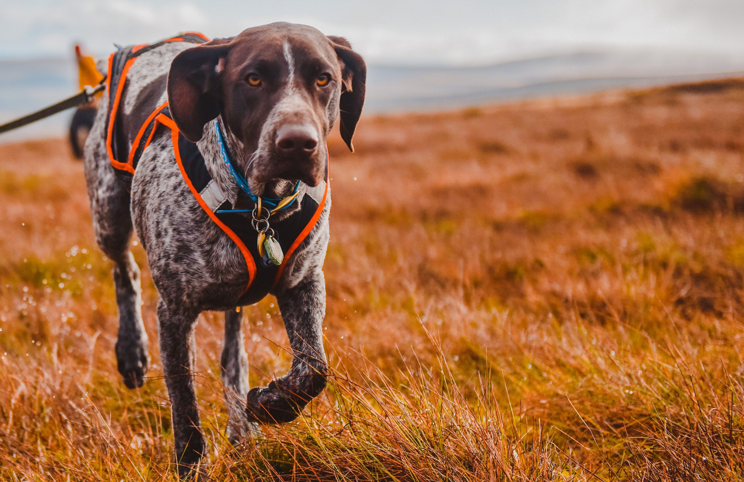 Skinner's canicross dog food range Get Out & Go