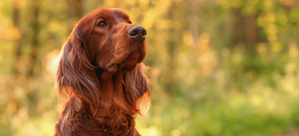 It’s time to celebrate our Irish Dog Breeds! | Skinner's