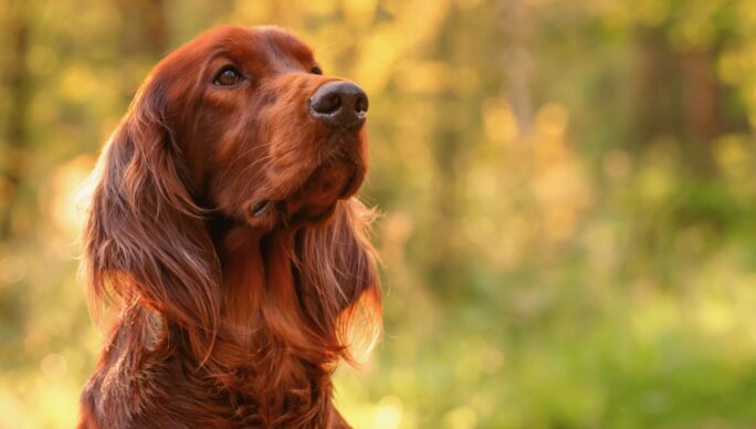 What is a gundog scurry? | Skinner's