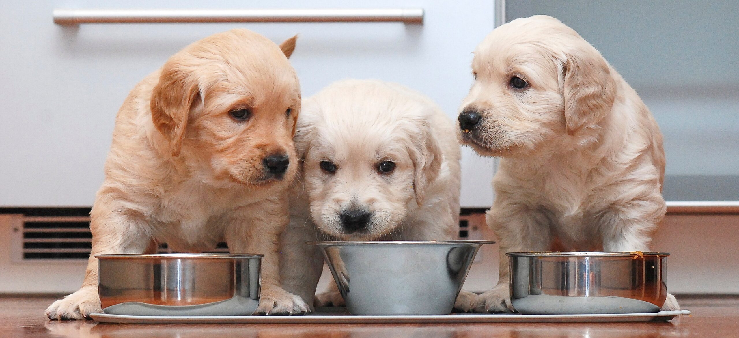 Feeding puppies outlet wet food